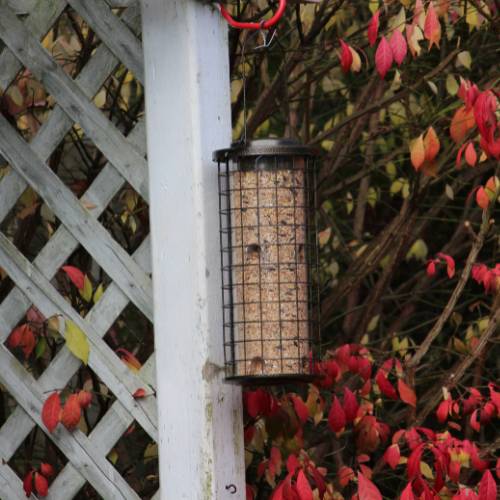 bird feeder autumn